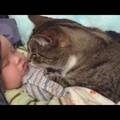 Video: Ove mačke obožavaju igru i maženje s malim bebama