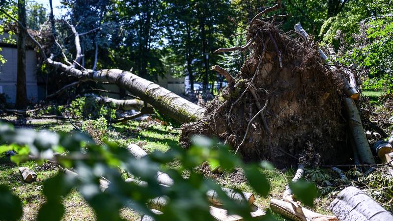 Nevrijeme u Istri: Vjetar rušio stabla, vatrogasci u akciji