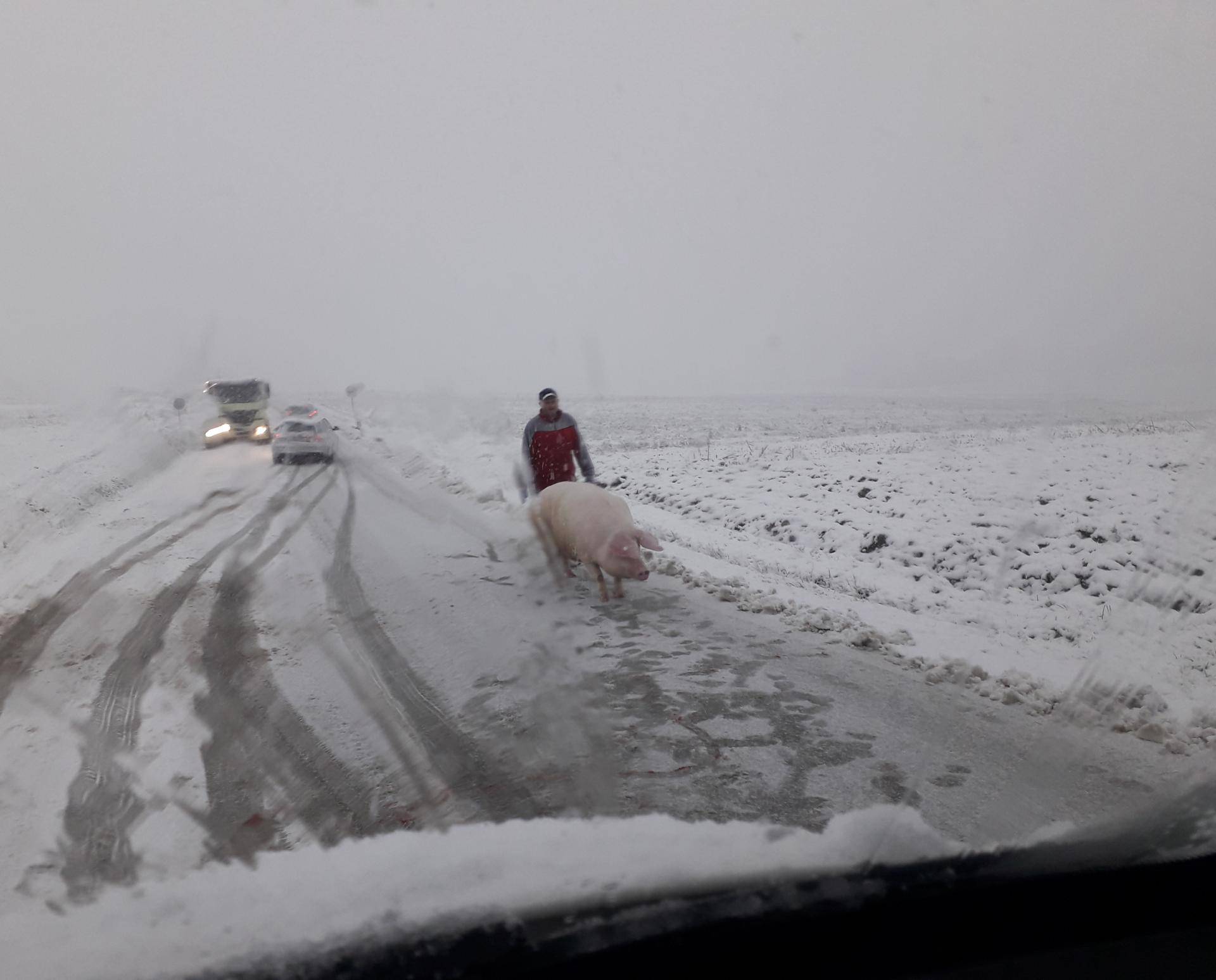 Kaotično na cestama: Nesreće, zastoji i jedna odbjegla svinja...