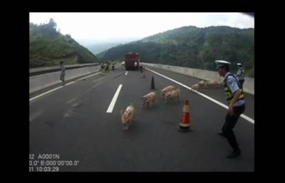 Pazi, svinja na cesti! Pobjegle iz kamiona i blokirale promet