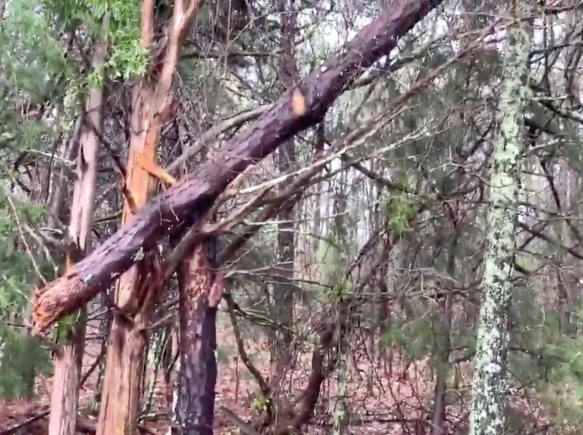 Damaged trees seen following a tornado in Beauregard, Alabama, U.S. in this March 3, 2019 still image obtained from social media video