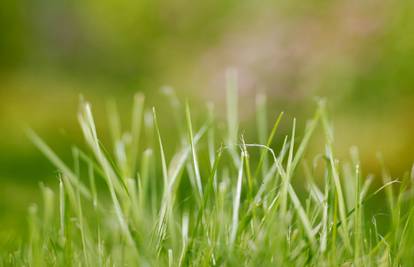 Bujna i gusta trava: Savjeti za lijepi travnjak