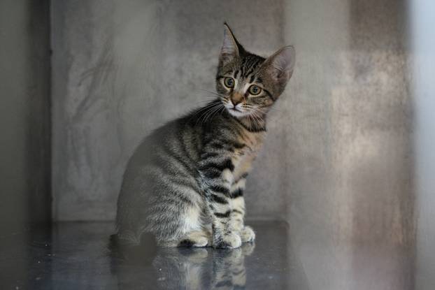 U skloništu Dumovec održan je prvi Dumovečki buvljak na kojem su građani mogli posjetiti sklonište te upoznati pse i mačke