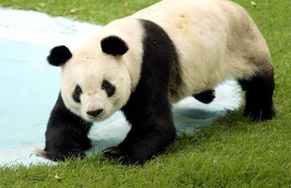 U 22. godini uginula divovska panda Ling Ling