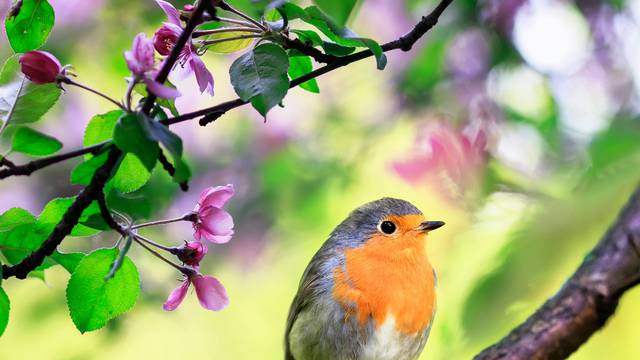 spring natural background with a little cute songbird Robin sitt