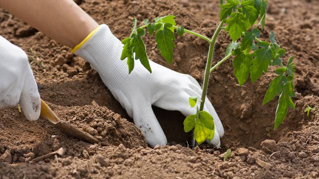 hands planting seedling of tomato in the vegetable garden