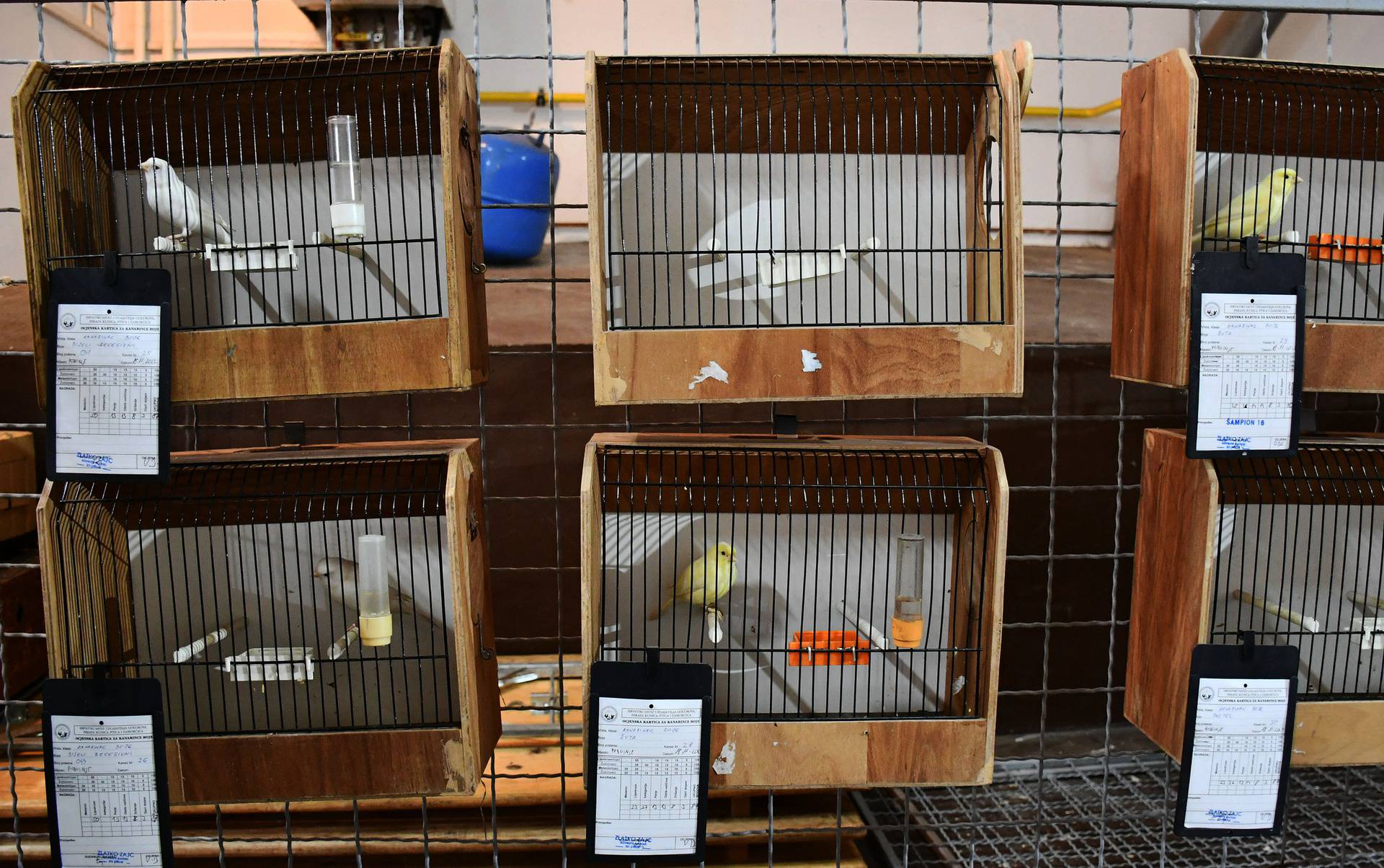 Podvinje: Izložba malih životinja i ptica