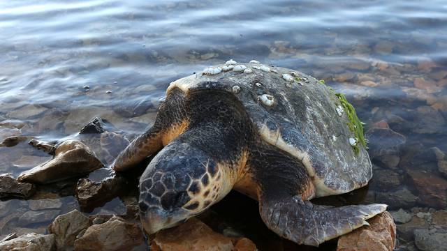Ružan prizor: More na plažu  izbacilo mrtvu glavatu želvu