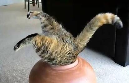Spretna mačka naglavačke 'zaronila' u glinenu vazu
