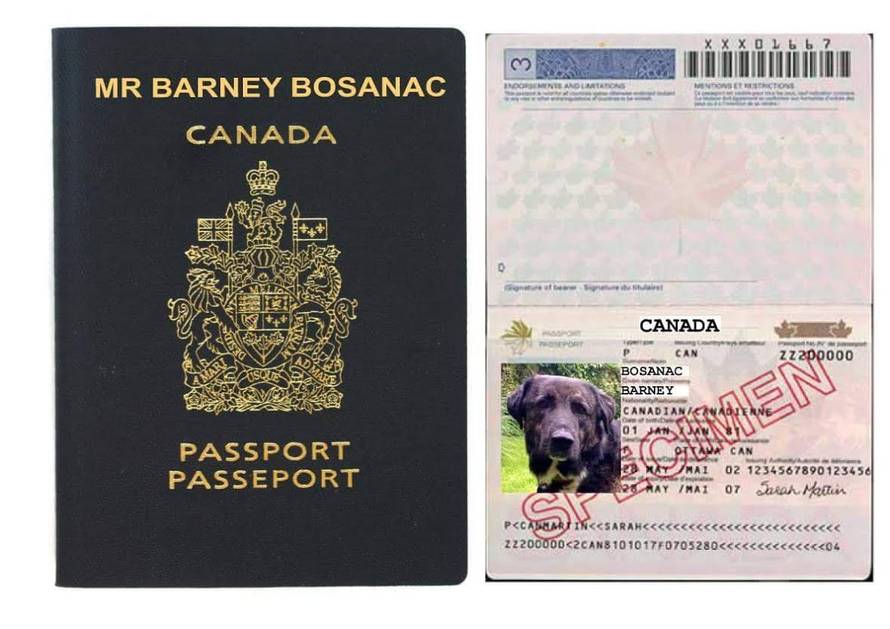 Konačno sreća: Lutalica Barni je topli dom pronašao u Kanadi