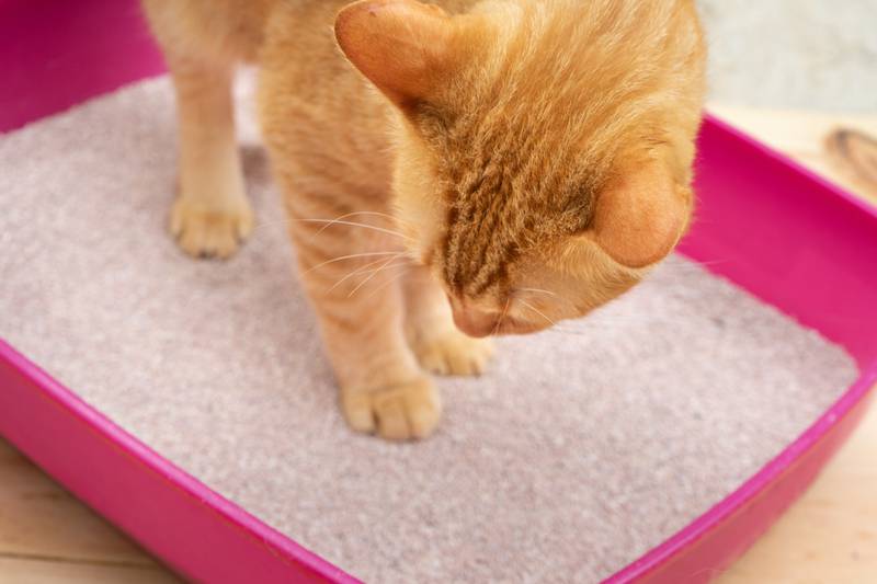 Mačke odmah znaju koristiti kutiju s pijeskom - kako to?