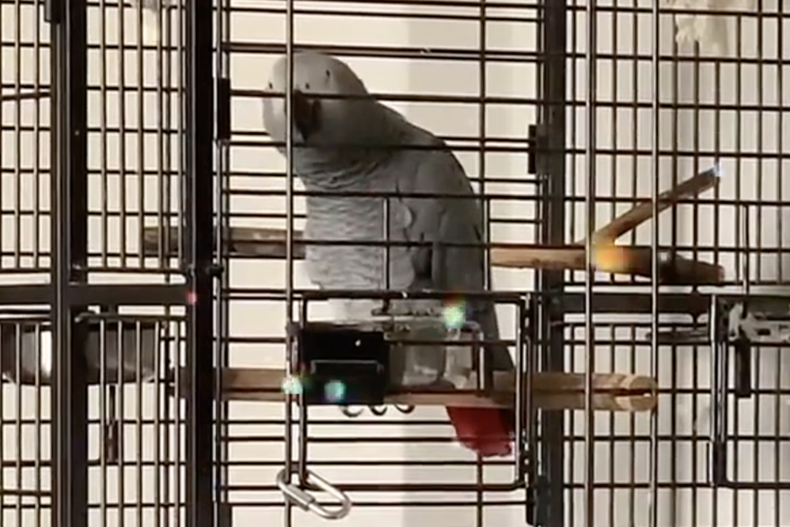 VIDEO I životinje su propjevale 'Mamu ŠČ'! Poslušajte papigu koja izvodi pjesmu grupe Let 3
