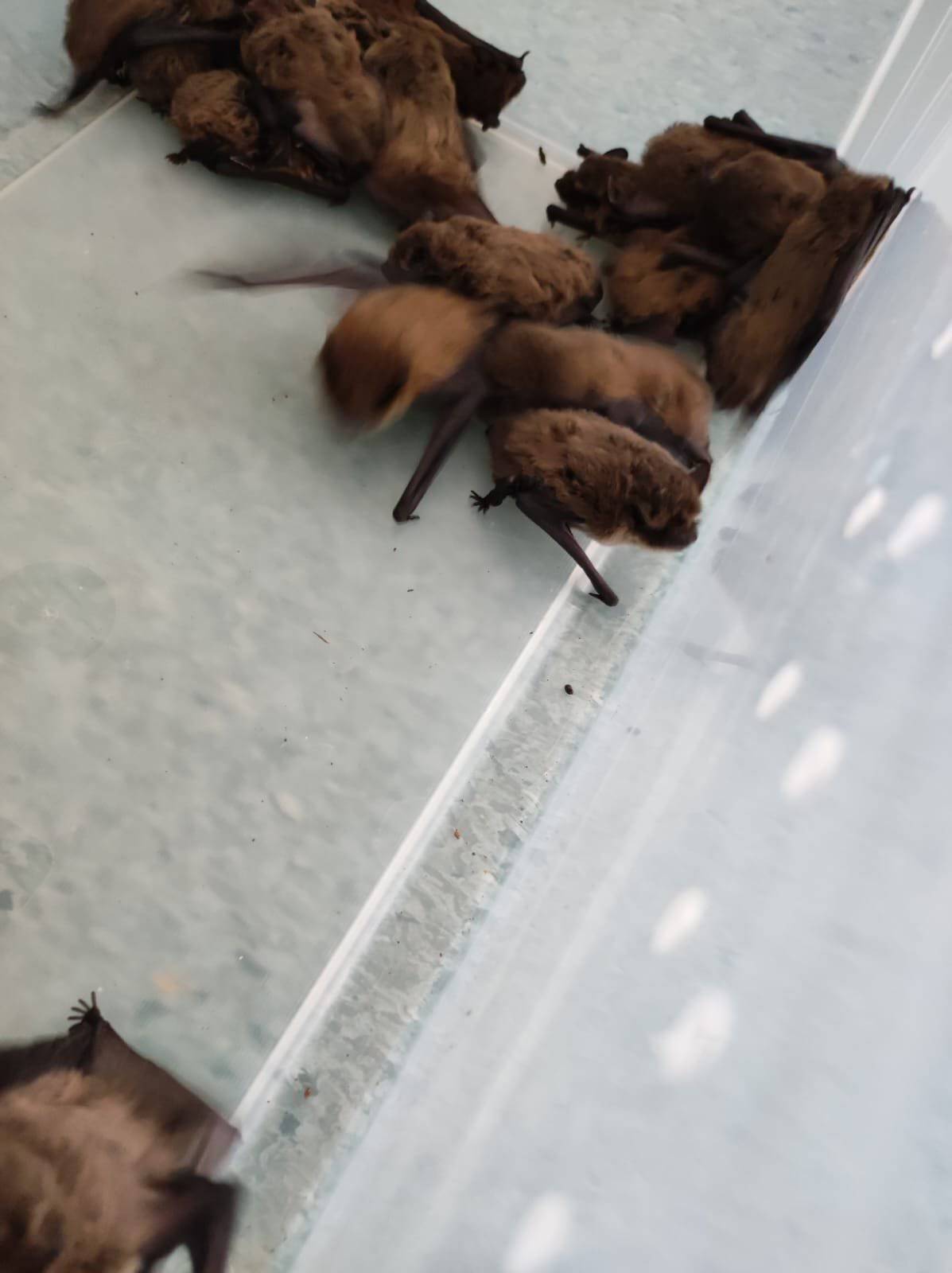 Šišmiši upali u zagrebačku bolnicu, pronašli ih dvadeset