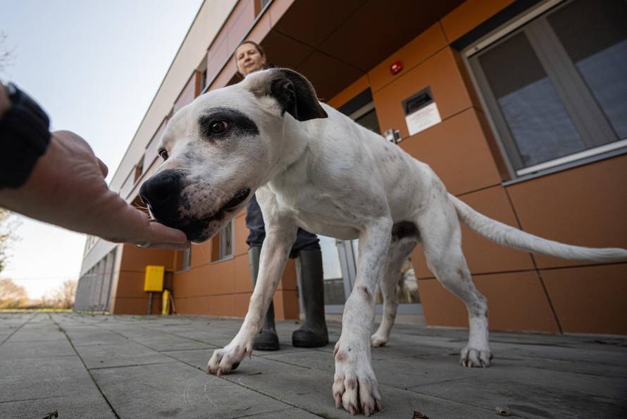 Zagreb: Priča o psima koji doniraju krv 