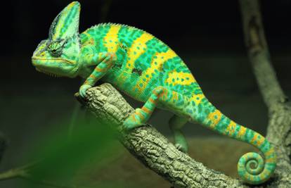 Znanstvenici stvorili umjetnu kožu koja sliči kameleonskoj
