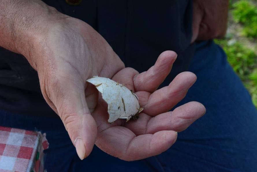 Ipak je živ! Klepetan se vratio Malenoj, razbio jaje u gnijezdu