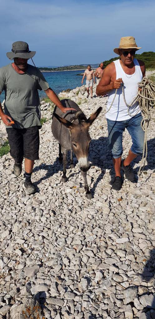 Svjetski mediji pišu o magarici Miji: 'Hrvat je ostavio da umre'