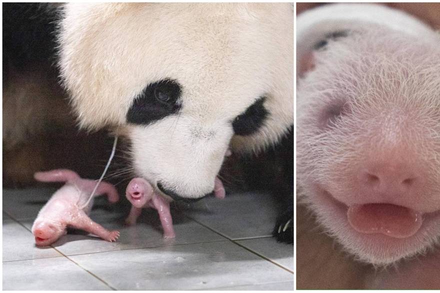 FOTO Preslatko! Velika panda prvi put okotila blizanke u Južnoj Koreji: 'Iskazuje ljubav'