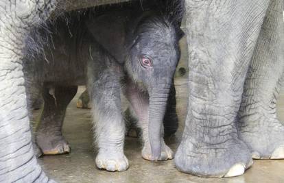 Azijski slonić star tek 12 dana ne odvaja se od svoje majke