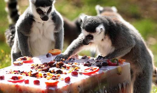 Lemuri se osladili tortom za 100-ti rođendan ZOO-a