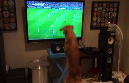 Urnebesno: Ovaj pas obožava gledati nogomet! Pogledajte