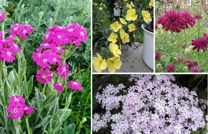 Tajna prelijepog procvjetalog mirisnog vrta su - otporne biljke