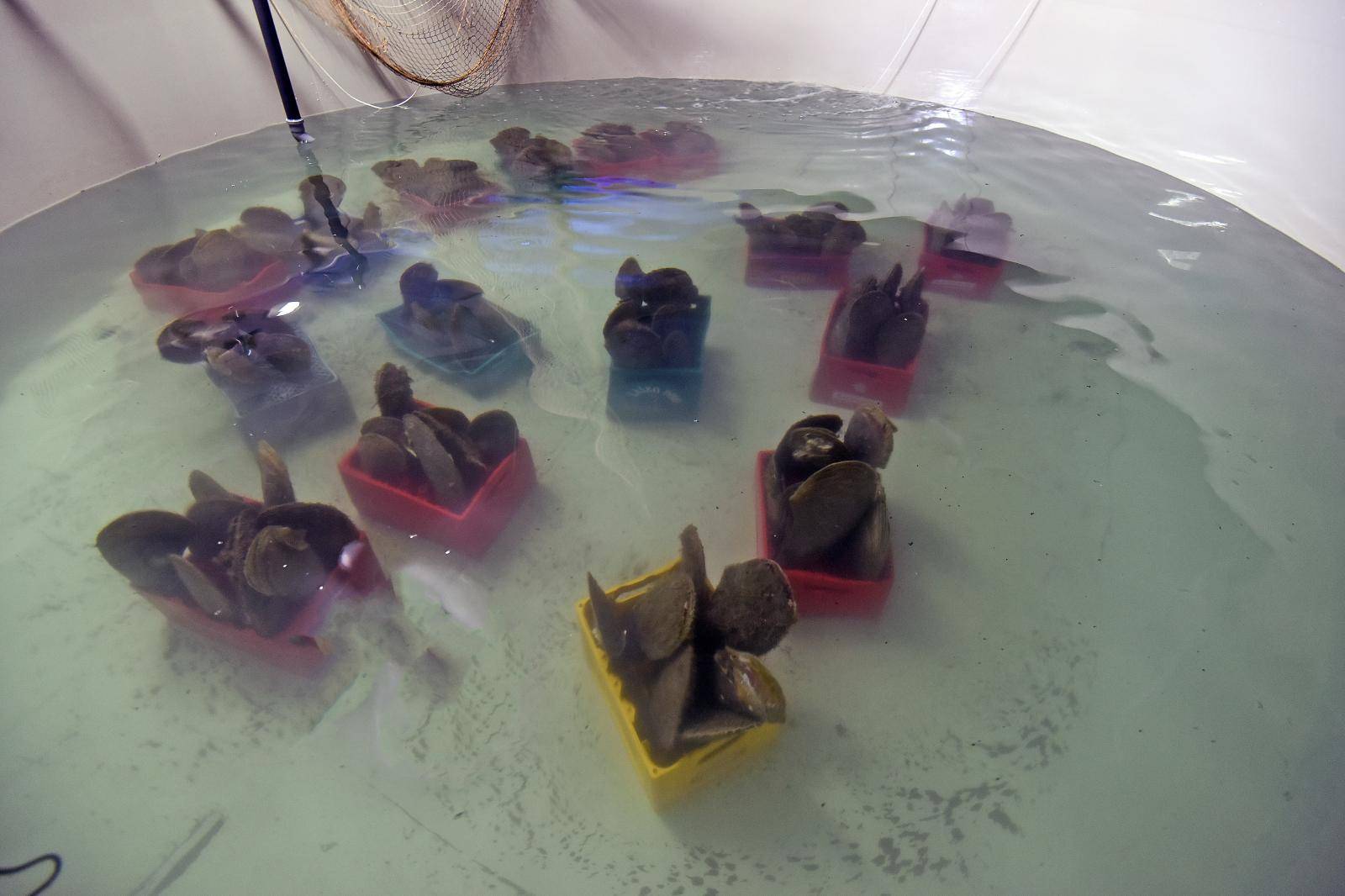 Periske u karanteni: Čak 99 ih liječe u pulskom Aquariumu