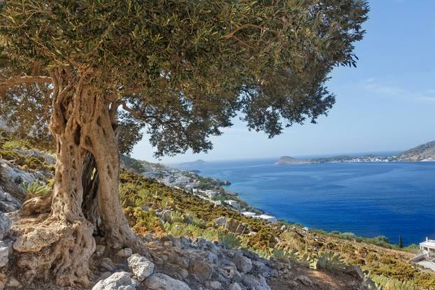 South,European,Landscape,With,Huge,Ancient,Olive,Tree,And,Sea