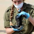 Majoneza je spas za kornjače ugrožene izlijevanjem nafte