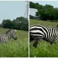 VIDEO Pazi, zebra! Pobjegla je vlasnicima dan nakon što su je nabavili, trči kraj auta. Traže je