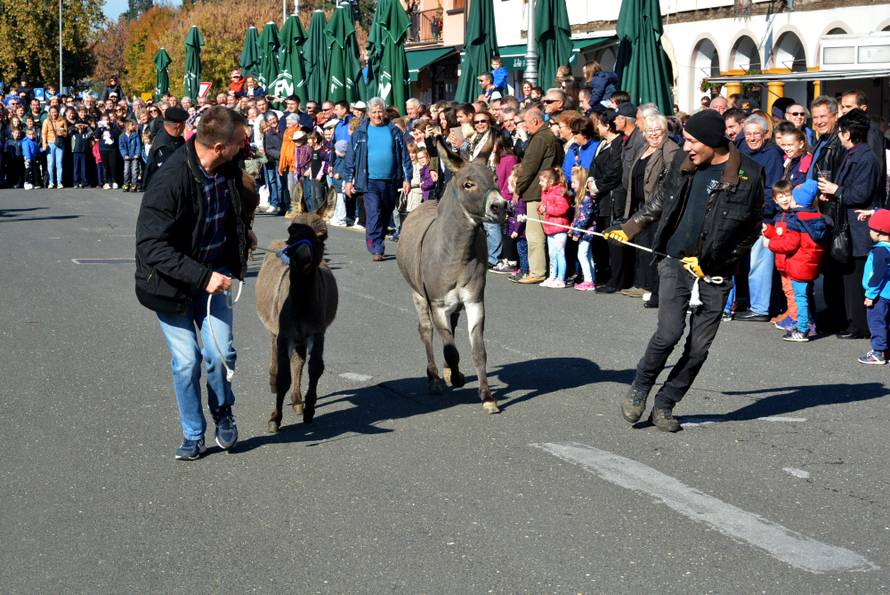 magarci
