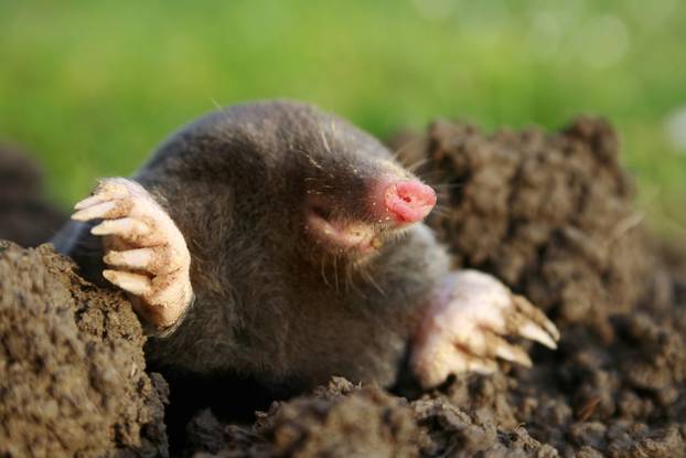 mole