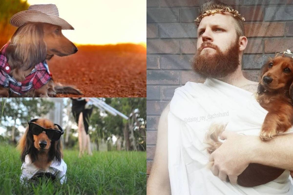 Slatkoća na četiri nogice: Daisy Rey nova je zvijezda Instagrama