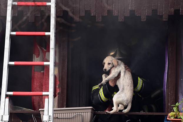 Požar na Peščenici, gori neboder, spašeni baka i pas 