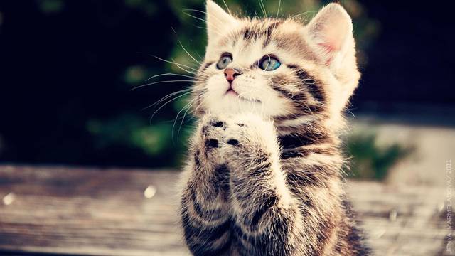'Ako  pas ili mačka znaju moliti, onda mogu biti na blagoslovu'