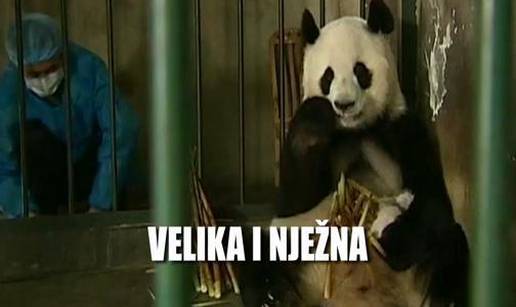 Preslatko! Mama panda izrazito nježna prema mladuncima