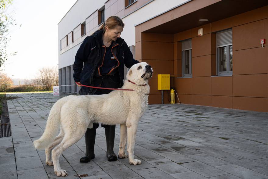 Priča o psima koji doniraju krv