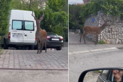 VIDEO Predivan jelen prošetao je Rijekom: 'Svako jutro vidim da prolazi, neki ga baš ne vole'