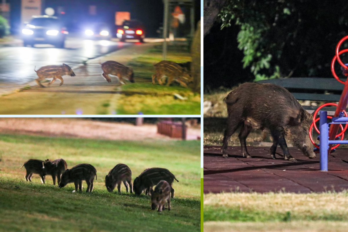 Divlje svinje dolaze svaku večer i traže hranu: Ponašaju se kao da je dječji park samo njihov...