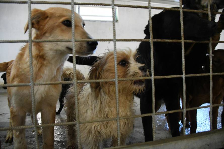 Severin: Za dva milijuna kuna opremili Sklonište za životinje, u njemu je trenutno 109 pasa