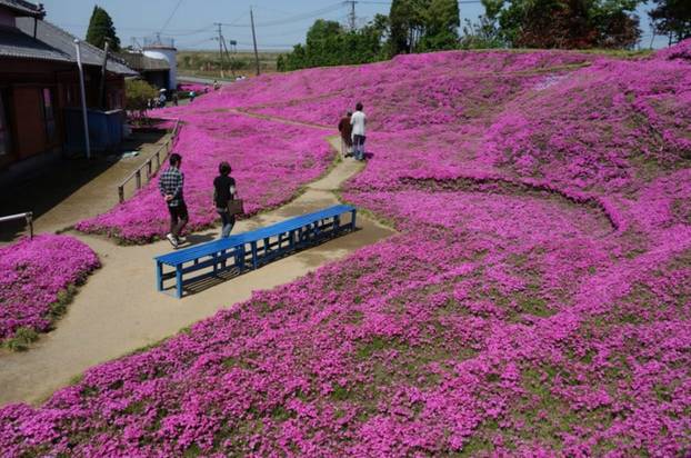 FOTO Pogledajte tu divotu: Farmer zasadio tisuće cvjetova za svoju slijepu suprugu