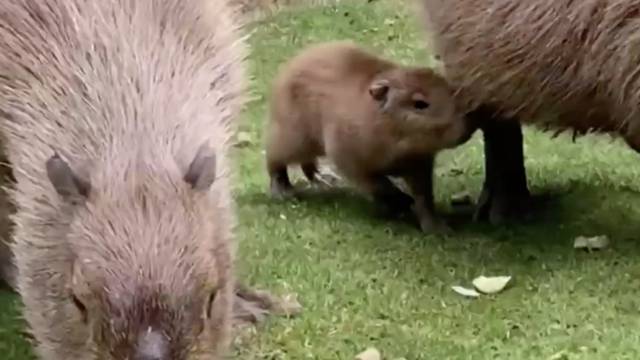 Kapibare su provele romantično Valentinovo, a nakon nekoliko mjeseci su dobili bebu
