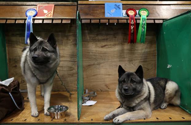 Norwegian Elkhounds rest on their bench on the first day of the Crufts dog show in Birmingham