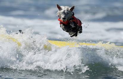 Vuf! Vuf! I psi imaju svoj dan velikih valova u Kaliforniji...