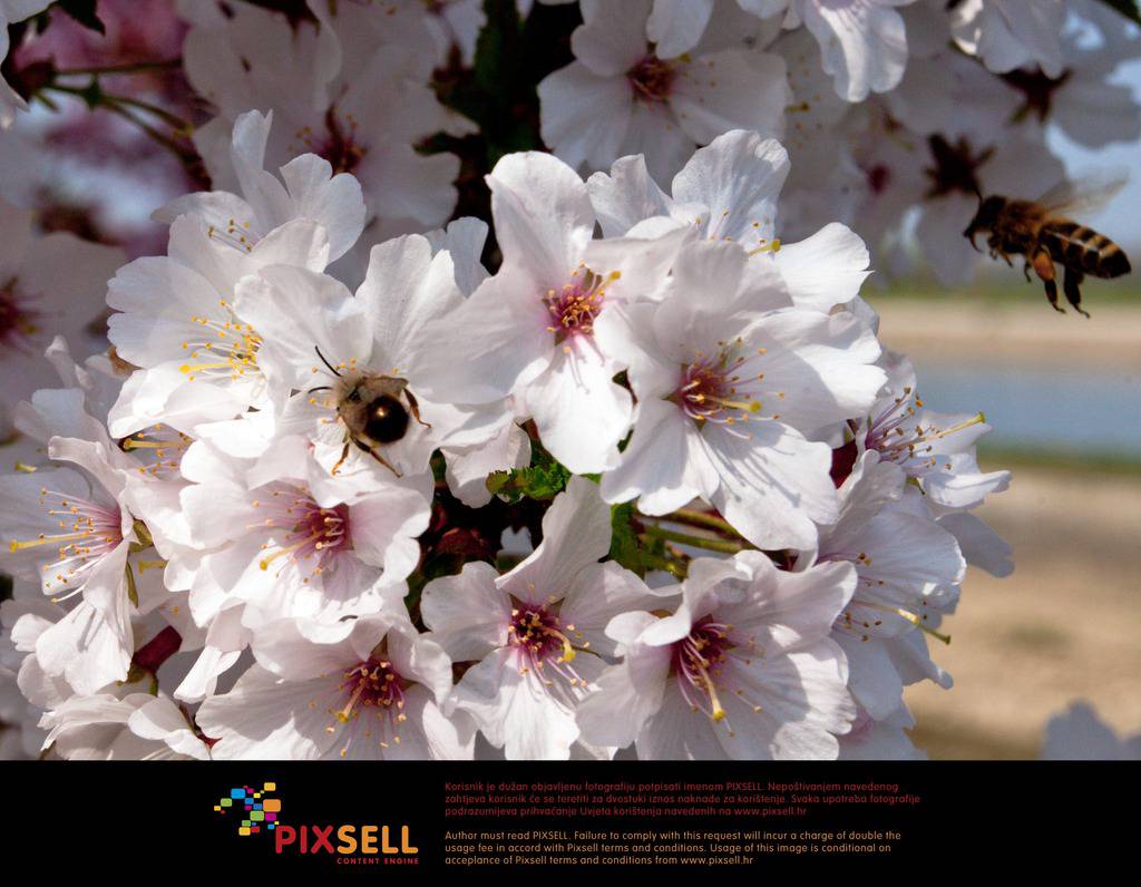 Pixsell