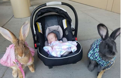 Par divovskih zečeva odlučio: Mi čuvamo našu malu sestricu!