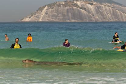 An elephant seal swims next to surfers by Arpoador beach in Rio de Janeiro