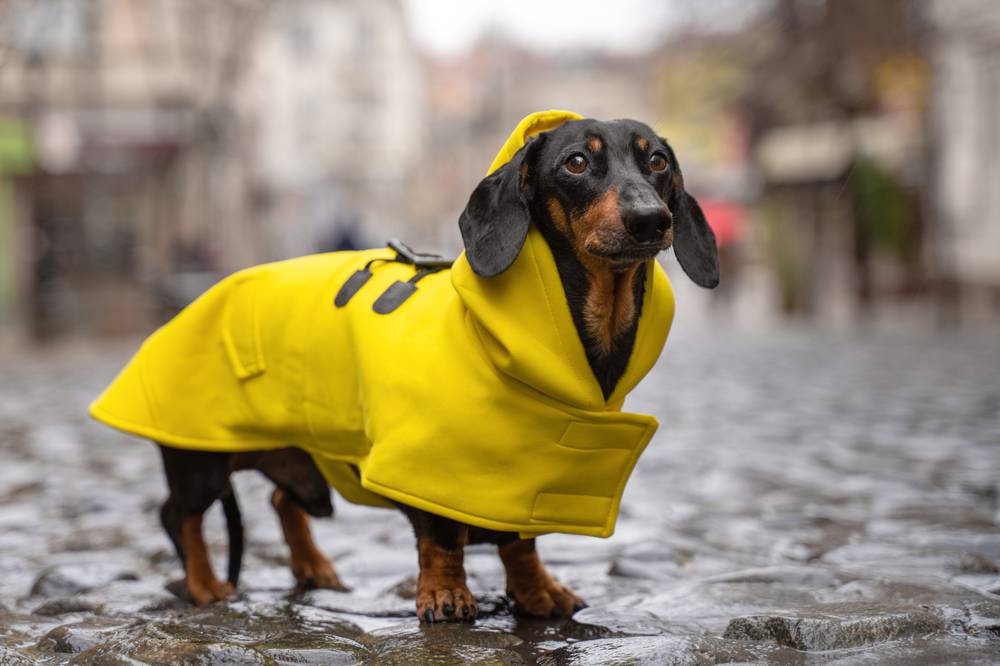Cute,Dachshund,Dog,,Black,And,Tan,,Dressed,In,A,Yellow