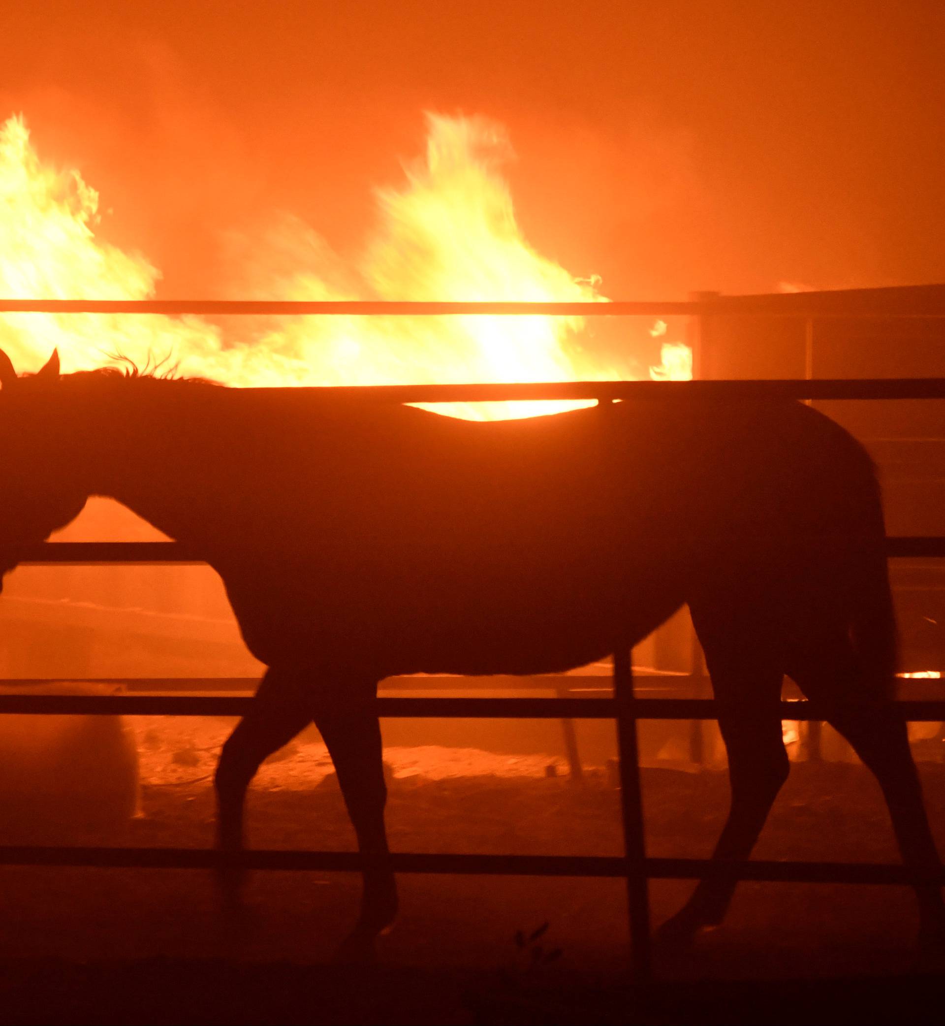 A horse which was left behind after an early-morning Creek Fire that broke out in the Kagel Canyon area in the San Fernando Valley north of Los Angeles