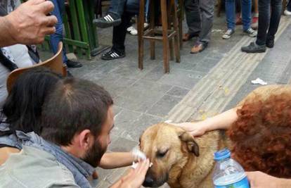 I on je žrtva turskih prosvjeda! Prolaznici pomažu psu lutalici